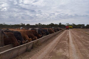 Mercado del ganado gordo para la exportación mantiene precios firmes