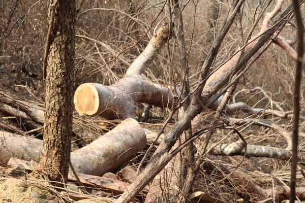 Francia pide al Mercosur “garantías verificables” sobre deforestación - Mundo - ABC Color