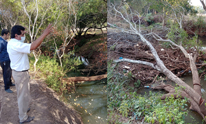 Loteamiento inmobiliario taló a mansalva árboles del arroyo San Luis - OviedoPress