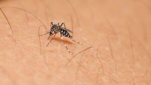 El Dengue, un enemigo que el paraguayo debe aprender a combatir