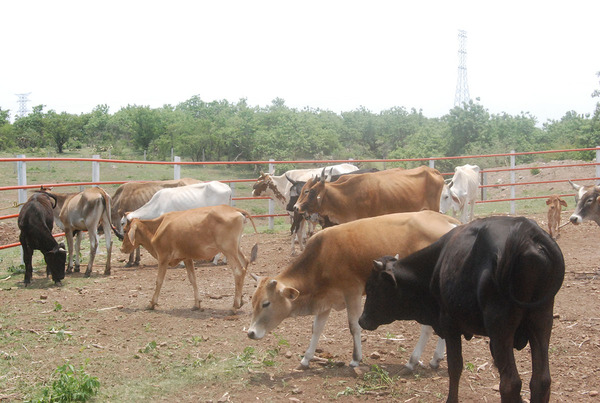 Sequía golpea al campo ganadero en Itapúa