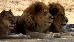 Diario HOY | Pumas y leones contaminados de Covid en Sudáfrica