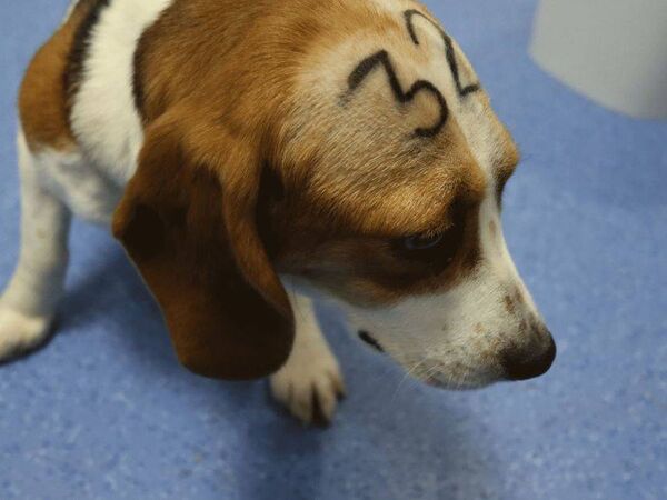 ESPAÑA: denuncian que más de 30 cachorros beagle serán sacrificados en un experimento científico