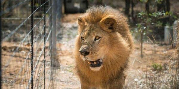 Pumas y leones contaminados de Covid en Sudáfrica