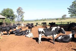 AFD dispone de US$ 100 millones para productores afectados por sequía