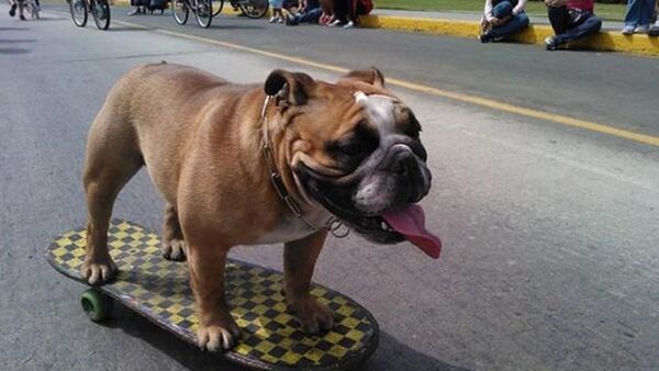 El bulldog francés, el perro convertido en botín de ladrones