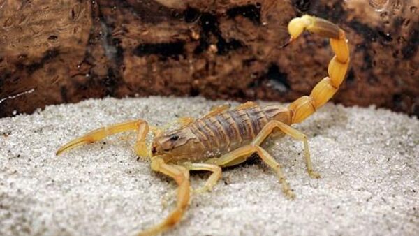 ¿Qué hacer ante picaduras de insectos en verano? ¿Sabés cuantos tipos hay?
