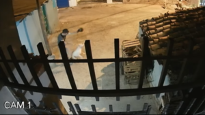 Pateó y molió a golpes a perrita de su patrón