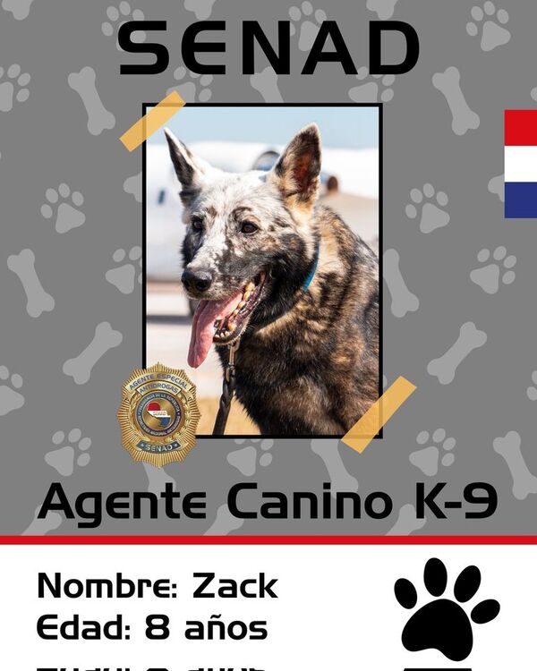 Al agente Zack no se le escapa la droga - Mascotas - ABC Color