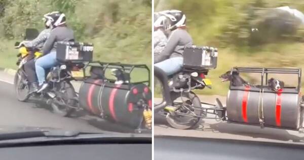 La Nación / Adaptaron su motocicleta para viajar con sus perritos
