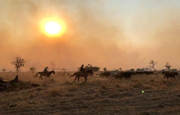 Incendios generan grandes pérdidas en el sector productivo