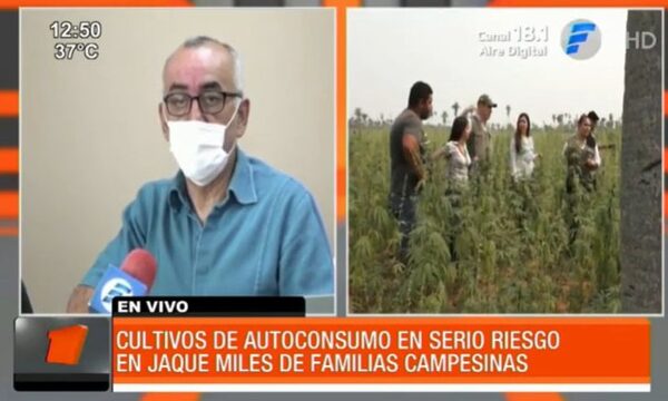 Cultivos de autoconsumo en serio riesgo por incendios forestales | Telefuturo