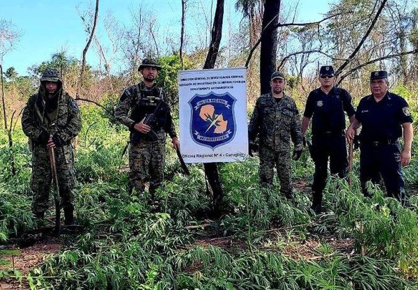 Crónica / En medio del "no quemar más", polis y fiscal armaron feroz fogata con "yerba brava"