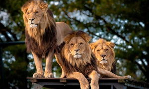 Covid en animales: Pumas y leones contagiados en en zoológico de Sudáfrica - OviedoPress