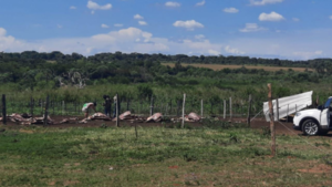 Grupo de abigeos faenan 13 vacas de una estancia de Loreto