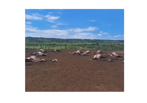 Aparecen las “Fuerzas Especiales ACA” y faenan vacunos de una estancia en Loreto