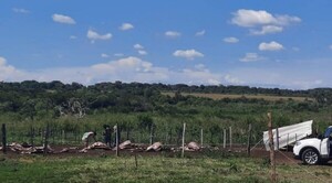 Hombres armados atacan establecimiento en Loreto y faenan una docena de vacas