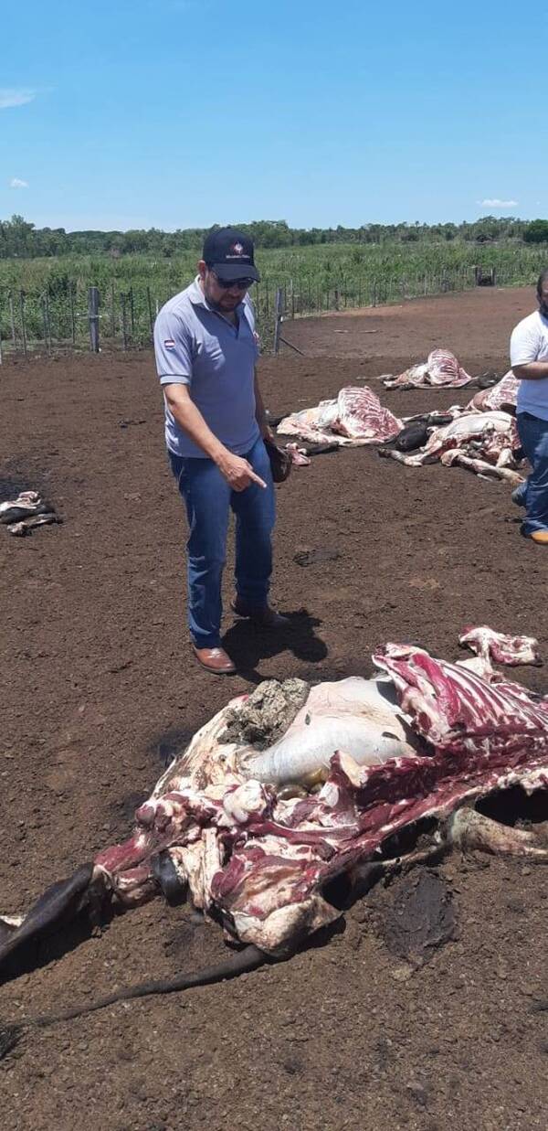 Crónica / ¡Hesukena! Grupo criminal atacó establecimiento: faenaron 13 vacas y encerraron a trabajadores