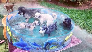 Compran piscinas a sus perros para que no sientan tanto calor