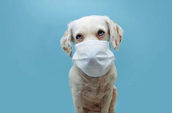 Mi perro sufre con el humo y el golpe de calor ¿qué hago? - Mascotas - ABC Color