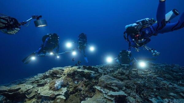 Descubren uno de los arrecifes de coral más extensos del mundo