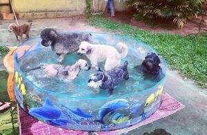Compran piscinas a sus perros para que no sientan tanto calor
