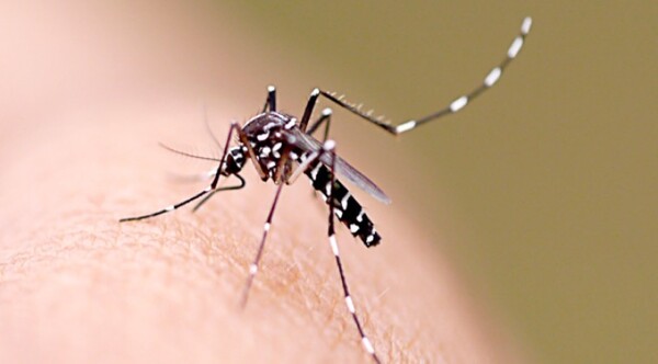 Mayor porcentaje de cuadros sospechosos de dengue se da en Central y capital, según reportes