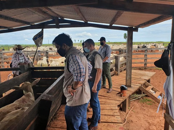 31 de enero inicia primer periodo de vacunación contra la Fiebre Aftosa y Brucelosis bovina