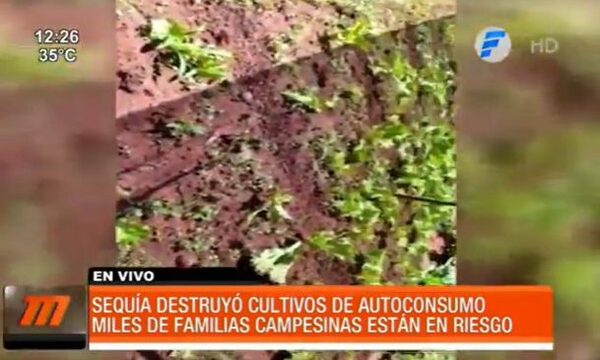 Sequía destruyó cultivos de autoconsumo | Telefuturo