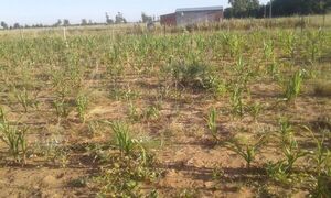Caaguazú: Por sequía se pierden los cultivos, suben los precios y se importa más