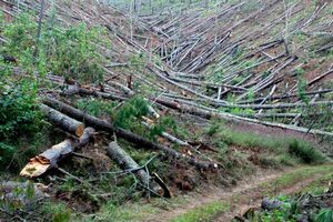 Nicaragua autoriza el corte de pinos, incluso en áreas protegidas - MarketData