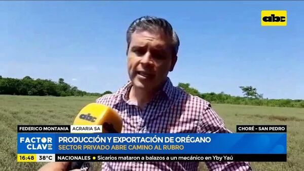 Producción y exportación de orégano - Factor Clave - ABC Color