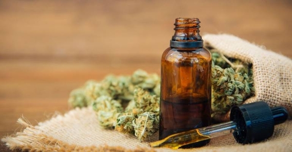 Diario HOY | Ensayo en ratones sugiere que el cannabidiol evita replicación del SARS-CoV-2