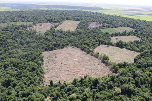 Paraguay es el sexto país que más deforesta en el mundo - El Independiente