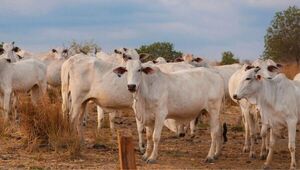 “Los productores que pueden trasladar su ganado lo están haciendo y otros los están comercializando al precio que sea”