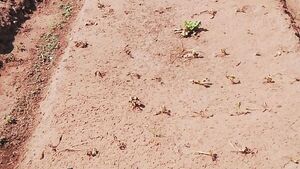 Las huertas se secan en Central y algunos pausaron sus cultivos