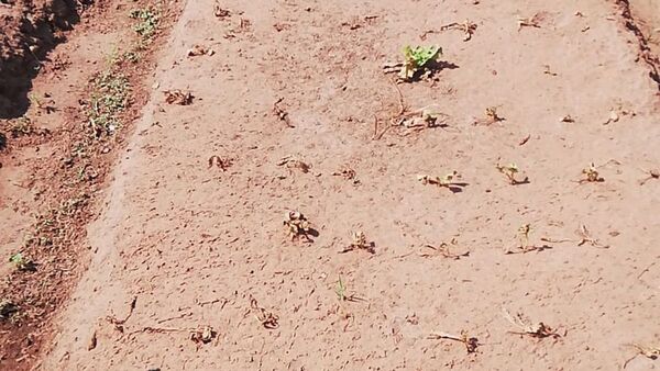 Las huertas se secan en Central y algunos pausaron sus cultivos