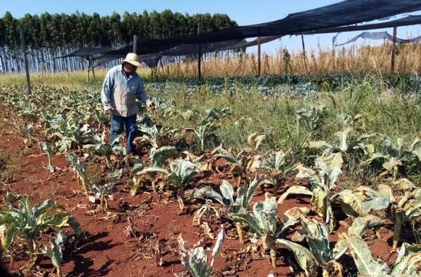 El 60% de los pequeños productores ya no viene a la feria semanal en CDE - La Clave