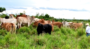 Esperan una tendencia sostenible del precio del ganado en el 2022