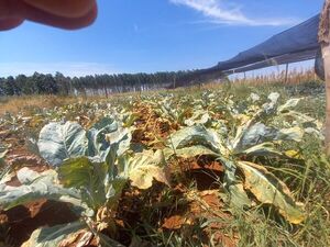 Precios de verduras se disparan a causa de la sequía - Nacionales - ABC Color