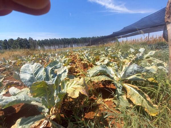Precios de verduras se disparan a causa de la sequía - Nacionales - ABC Color