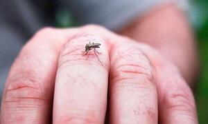 Paraguay supera las 300 notificaciones de dengue por semana – Prensa 5