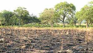 Cambio climático afecta gravemente a la agricultura | Radio Regional 660 AM