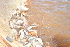 Crónica / Milagro de Itaipú: ¡se multiplican como locos los peces!