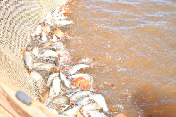 Crónica / Milagro de Itaipú: ¡se multiplican como locos los peces!