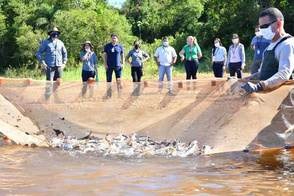 Estación de acuicultura de Itaipu reprodujó más de 3.500.000 de peces nativos - .::Agencia IP::.