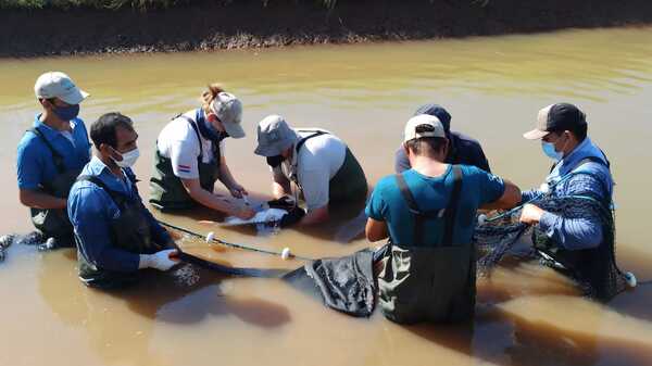 EBY realiza trabajos de reproducción artificial de peces en la Estación de Piscicultura de San Cosme y San Damián