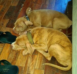 No quedó traumado por un ataque y sigue adoptando perros