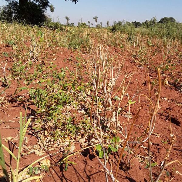 Gobierno anuncia medidas para enfrentar efectos de la sequía  - Nacionales - ABC Color