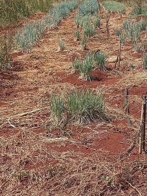 Sin agua y con pérdida total, agricultores de Alto Paraná piden pozo artesiano - ABC en el Este - ABC Color